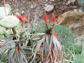 Aloe arborescens